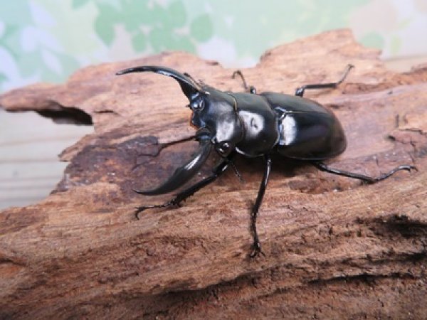 画像1: 26年種親用☆D V産☆ウエストウッディ オオシカクワガタ♂48.5ミリ♀43ミリ別血統サービスペア販売！！ (1)