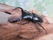 画像1: 26年種親用☆カリンポン産☆ウエストウッディ オオシカクワガタ♂79ミリ♀40ミリペア販売！！ (1)