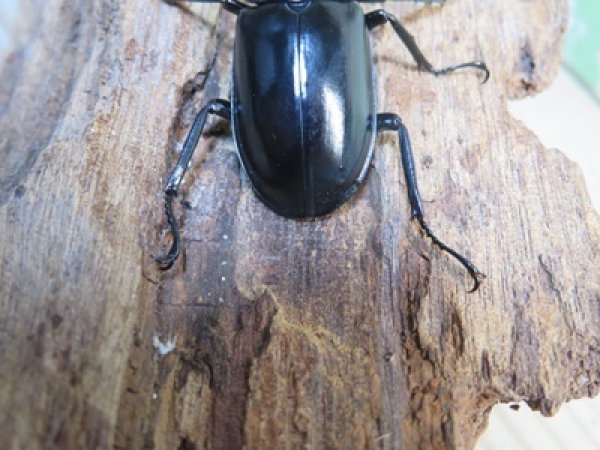 画像3: 26年種親用☆D V産☆ウエストウッディ オオシカクワガタ♂48.5ミリ♀43ミリ別血統サービスペア販売！！ (3)