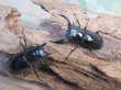 画像5: 26年種親用☆D V産☆ウエストウッディ オオシカクワガタ♂48.5ミリ♀43ミリ別血統サービスペア販売！！ (5)