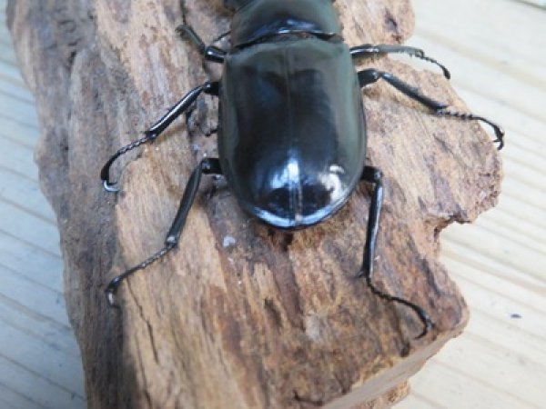 画像3: 26年種親用☆カリンポン産☆ウエストウッディ オオシカクワガタ♂79ミリ♀40ミリペア販売！！ (3)