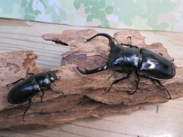 画像5: 26年種親用☆カリンポン産☆ウエストウッディ オオシカクワガタ♂79ミリ♀40ミリペア販売！！ (5)