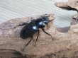 画像4: 26年種親用☆カリンポン産☆ウエストウッディ オオシカクワガタ♂79ミリ♀40ミリペア販売！！ (4)