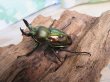 画像1: ニジイロクワガタ☆ノーマルカラー♂♀フリーサイズペア販売！！ (1)