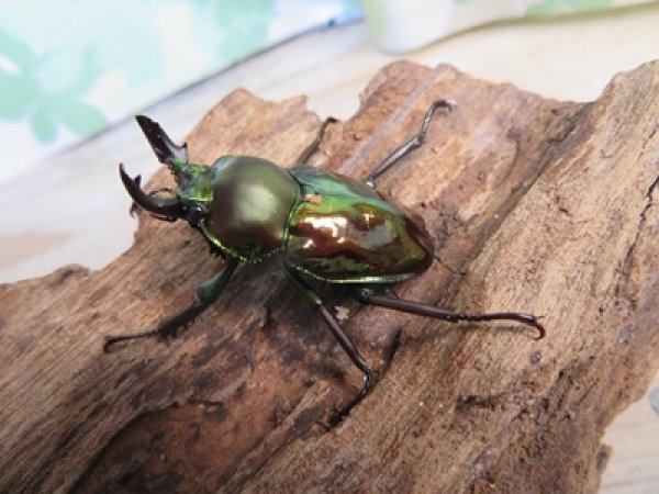 画像1: ニジイロクワガタ☆ノーマルカラー♂♀フリーサイズペア販売！！ (1)