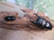画像5: アチェ産☆WF1☆アルキデスヒラタクワガタ♂65ミリup♀フリーサイズペア販売！！ (5)
