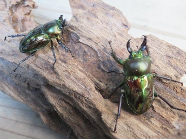 画像5: ニジイロクワガタ☆ノーマルカラー♂♀フリーサイズペア販売！！ (5)