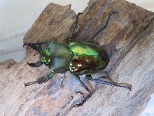 画像2: ニジイロクワガタ☆ノーマルカラー♂♀フリーサイズペア販売！！ (2)