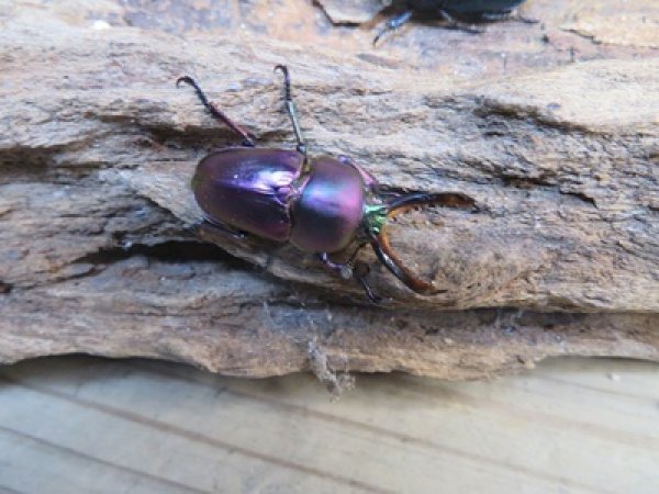 画像3: 新成虫☆マジョーラ血統☆パプアキンイロクワガタ♂♀フリーサイズペア＋別血統♀フリーサイズ計3頭トリオ販売！！ (3)