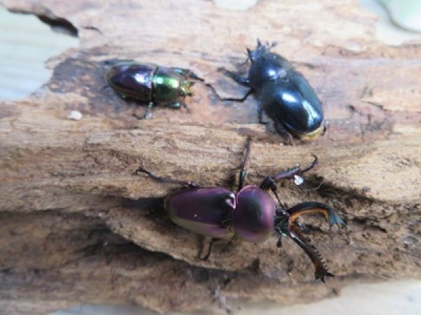 画像2: 新成虫☆マジョーラ血統☆パプアキンイロクワガタ♂♀フリーサイズペア＋別血統♀フリーサイズ計3頭トリオ販売！！ (2)