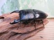 画像1: アチェ産☆WF1☆アルキデスヒラタクワガタ♂65ミリup♀フリーサイズペア販売！！ (1)
