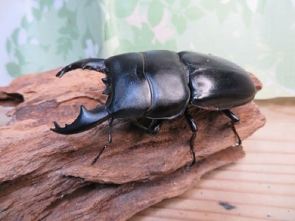 画像1: アチェ産☆WF1☆アルキデスヒラタクワガタ♂65ミリup♀フリーサイズペア販売！！ (1)