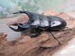 画像1: ☆新成虫☆アンタエウスオオクワガタ（ブータンアンテ）♂85ミリ♀49ミリペア販売！！ (1)