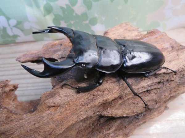 画像1: ☆新成虫☆アンタエウスオオクワガタ（ブータンアンテ）♂85ミリ♀49ミリペア販売！！ (1)