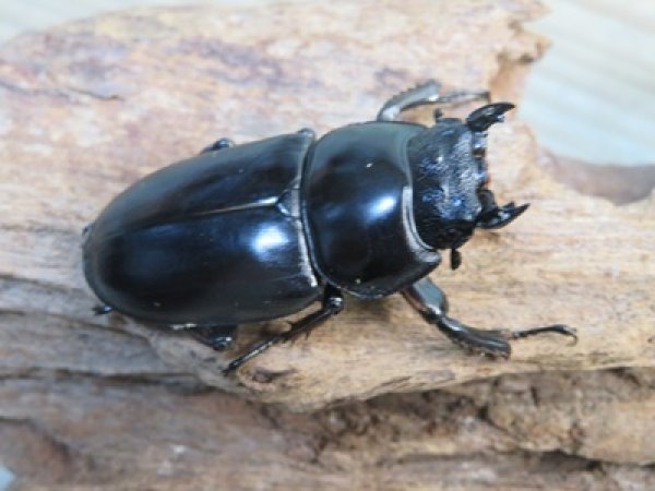 画像4: ☆新成虫☆アンタエウスオオクワガタ（ブータンアンテ）♂85ミリ♀49ミリペア販売！！ (4)