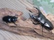 画像5: ☆新成虫☆アンタエウスオオクワガタ（ブータンアンテ）♂85ミリ♀49ミリペア販売！！ (5)
