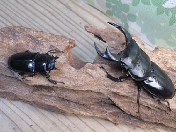 画像5: ☆新成虫☆アンタエウスオオクワガタ（ブータンアンテ）♂85ミリ♀49ミリペア販売！！ (5)