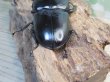 画像3: ☆新成虫☆アンタエウスオオクワガタ（ブータンアンテ）♂85ミリ♀49ミリペア販売！！ (3)