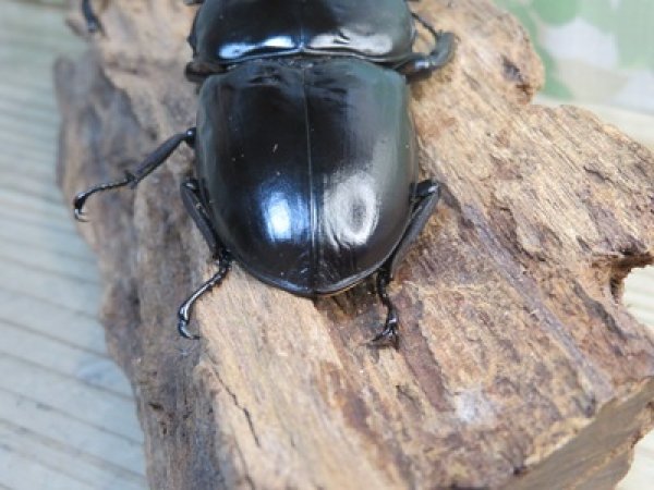 画像3: ☆新成虫☆アンタエウスオオクワガタ（ブータンアンテ）♂85ミリ♀49ミリペア販売！！ (3)