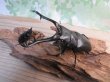 画像5: ☆新成虫☆ギラファノコギリクワガタ（亜種ケイスケ）♂103ミリ♀45ミリupペア販売！！ (5)