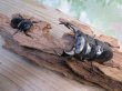 画像5: ☆新成虫☆アンタエウスオオクワガタ（ブータンアンテ）♂84ミリ♀43ミリペア販売！！ (5)