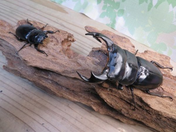 画像5: ☆新成虫☆アンタエウスオオクワガタ（ブータンアンテ）♂84ミリ♀43ミリペア販売！！ (5)