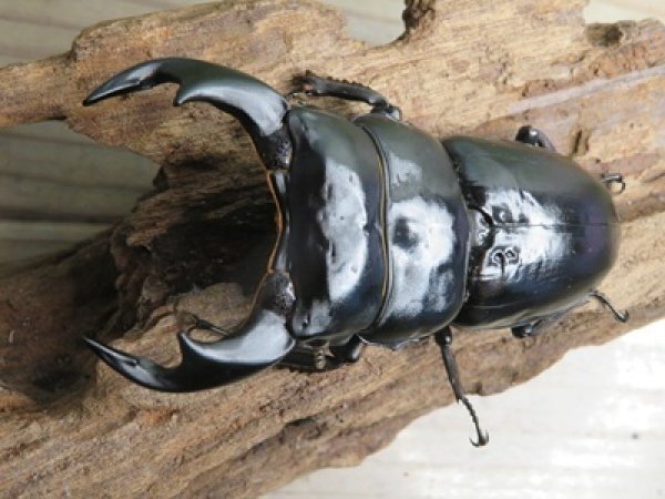 画像2: ☆新成虫☆アンタエウスオオクワガタ（ブータンアンテ）♂85ミリ♀49ミリペア販売！！ (2)