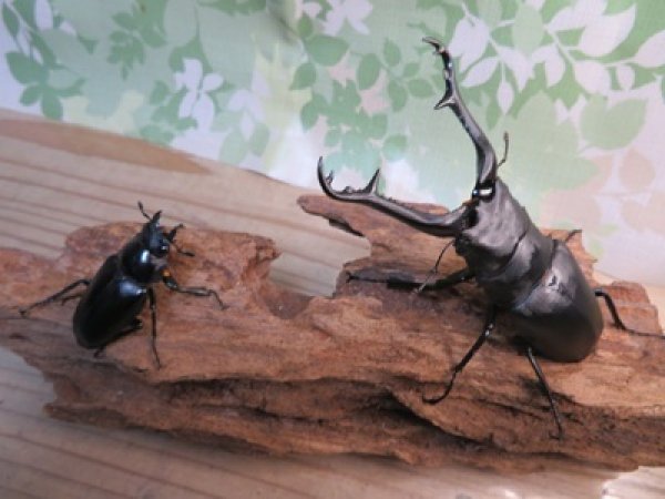 画像5: ☆新成虫☆ギラファノコギリクワガタ（亜種ケイスケ）♂103ミリ♀45ミリupペア販売！！ (5)