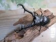 画像2: ☆新成虫☆ギラファノコギリクワガタ（亜種ケイスケ）♂103ミリ♀45ミリupペア販売！！ (2)