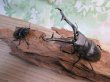 画像5: ☆大型新成虫☆ギラファノコギリクワガタ（亜種ケイスケ）♂110ミリ♀53ミリペア販売！！ (5)