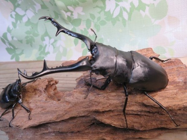 画像1: ☆大型新成虫☆ギラファノコギリクワガタ（亜種ケイスケ）♂110ミリ♀53ミリペア販売！！ (1)