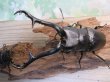 画像2: ☆大型新成虫☆ギラファノコギリクワガタ（亜種ケイスケ）♂110ミリ♀53ミリペア販売！！ (2)