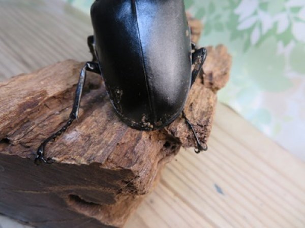 画像3: ☆新成虫☆ギラファノコギリクワガタ（亜種ケイスケ）♂108ミリ♀50ミリペア販売！！ (3)