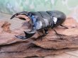 画像1: ☆新成虫☆アンタエウスオオクワガタ（ブータンアンテ）♂84ミリ♀43ミリペア販売！！ (1)