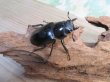 画像4: ☆大型新成虫☆ギラファノコギリクワガタ（亜種ケイスケ）♂110ミリ♀53ミリペア販売！！ (4)