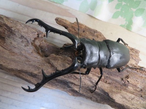 画像2: ☆新成虫☆ギラファノコギリクワガタ（亜種ケイスケ）♂103ミリ♀45ミリupペア販売！！ (2)