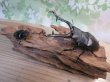 画像5: ☆新成虫☆ギラファノコギリクワガタ（亜種ケイスケ）♂108ミリ♀50ミリペア販売！！ (5)