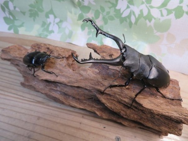 画像5: ☆新成虫☆ギラファノコギリクワガタ（亜種ケイスケ）♂108ミリ♀50ミリペア販売！！ (5)