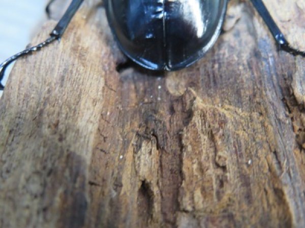 画像3: 26年種親用☆LDV産☆ウエストウッディ オオシカクワガタ♂72ミリ♀49ミリペア販売！！ (3)