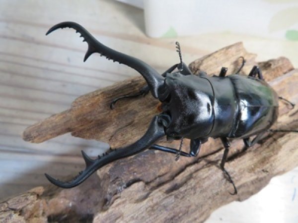 画像2: ☆新成虫☆ギラファノコギリクワガタ（亜種ダイスケ）♂98ミリ♀47ミリペア販売！！ (2)