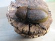 画像3: ☆新成虫☆D.H.エクアトリアヌス♂126ミリ♀60ミリペア＋♀58ミリ計3頭トリオ販売！！ (3)