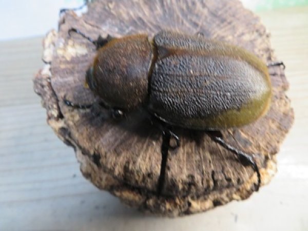 画像3: ☆新成虫☆D.H.エクアトリアヌス♂126ミリ♀60ミリペア＋♀58ミリ計3頭トリオ販売！！ (3)