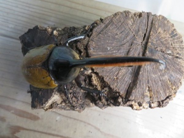 画像2: ☆新成虫☆D.H.エクアトリアヌス♂126ミリ♀60ミリペア＋♀58ミリ計3頭トリオ販売！！ (2)