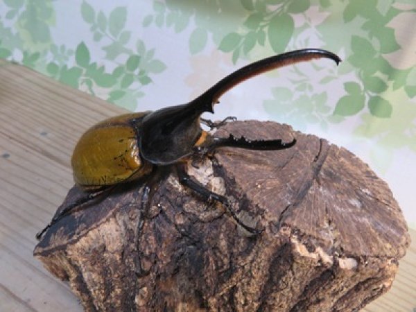 画像1: ☆新成虫☆D.H.エクアトリアヌス♂126ミリ♀60ミリペア＋♀58ミリ計3頭トリオ販売！！ (1)