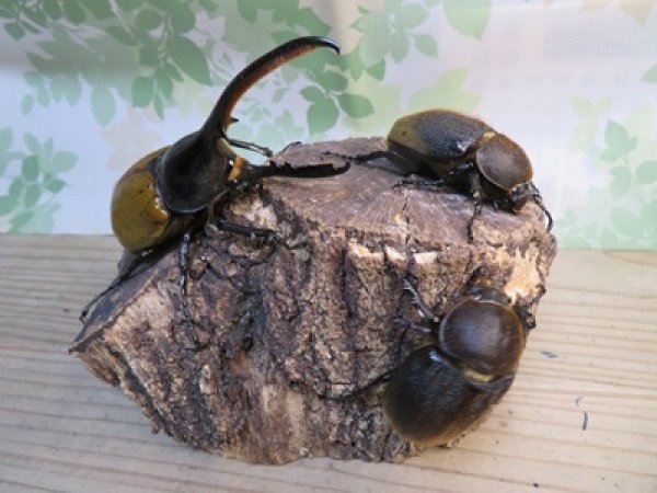 画像5: ☆新成虫☆D.H.エクアトリアヌス♂126ミリ♀60ミリペア＋♀58ミリ計3頭トリオ販売！！ (5)