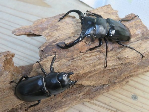 画像5: 26年種親用☆LDV産☆ウエストウッディ オオシカクワガタ♂72ミリ♀49ミリペア販売！！ (5)