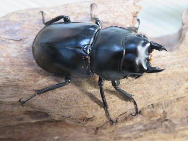 画像4: 26年種親用☆LDV産☆ウエストウッディ オオシカクワガタ♂72ミリ♀49ミリペア販売！！ (4)