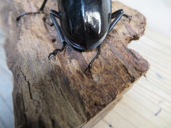 画像3: ☆新成虫☆ギラファノコギリクワガタ（亜種ダイスケ）♂98ミリ♀47ミリペア販売！！ (3)