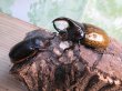 画像5: 新成虫☆F3☆モロンシロカブト♂77ミリ♀59ミリペア販売！！ (5)