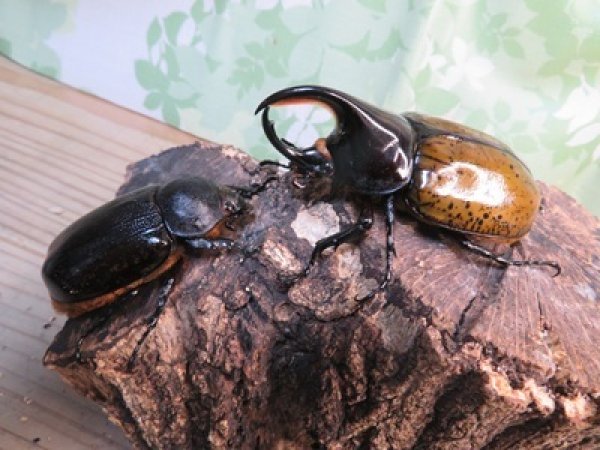 画像5: 新成虫☆F3☆モロンシロカブト♂77ミリ♀59ミリペア販売！！ (5)